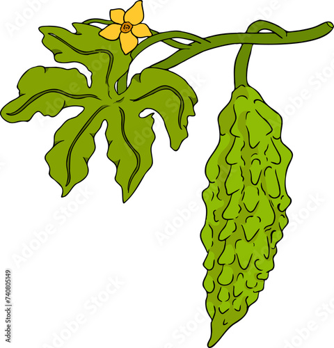Momordica charantia , hand drawn vector colored illustration. Alsam pear, Bitter gourd, bitter melon, Balsam apple on white background.