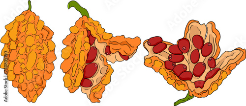 Momordica charantia , hand drawn vector colored illustration. Alsam pear, Bitter gourd, bitter melon, Balsam apple on white background.
