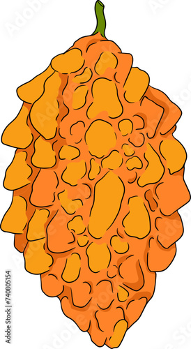 Momordica charantia , hand drawn vector colored illustration. Alsam pear, Bitter gourd, bitter melon, Balsam apple on white background.