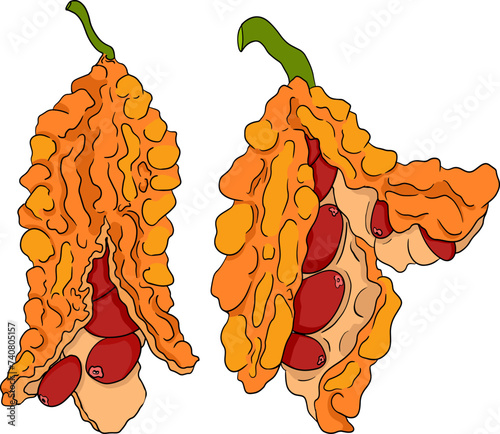 Momordica charantia , hand drawn vector colored illustration. Alsam pear, Bitter gourd, bitter melon, Balsam apple on white background.