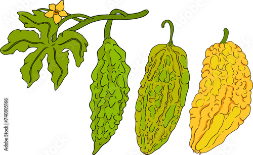 Momordica charantia , hand drawn vector colored illustration. Alsam pear, Bitter gourd, bitter melon, Balsam apple on white background.