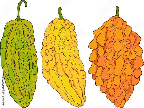 Momordica charantia , hand drawn vector colored illustration. Alsam pear, Bitter gourd, bitter melon, Balsam apple on white background.