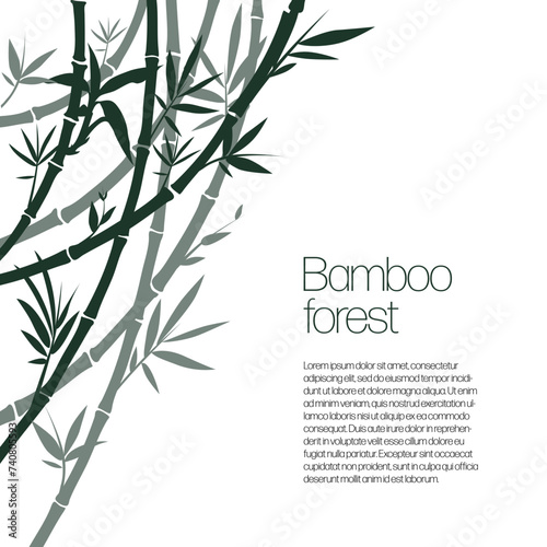 Bamboo bush  ink painting on a white background. Vector illustration.