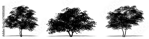 Set or collection of Flowering Dogwood trees as a black silhouette on white background. Concept or conceptual vector for nature, planet, ecology and conservation, strength, endurance and  beauty