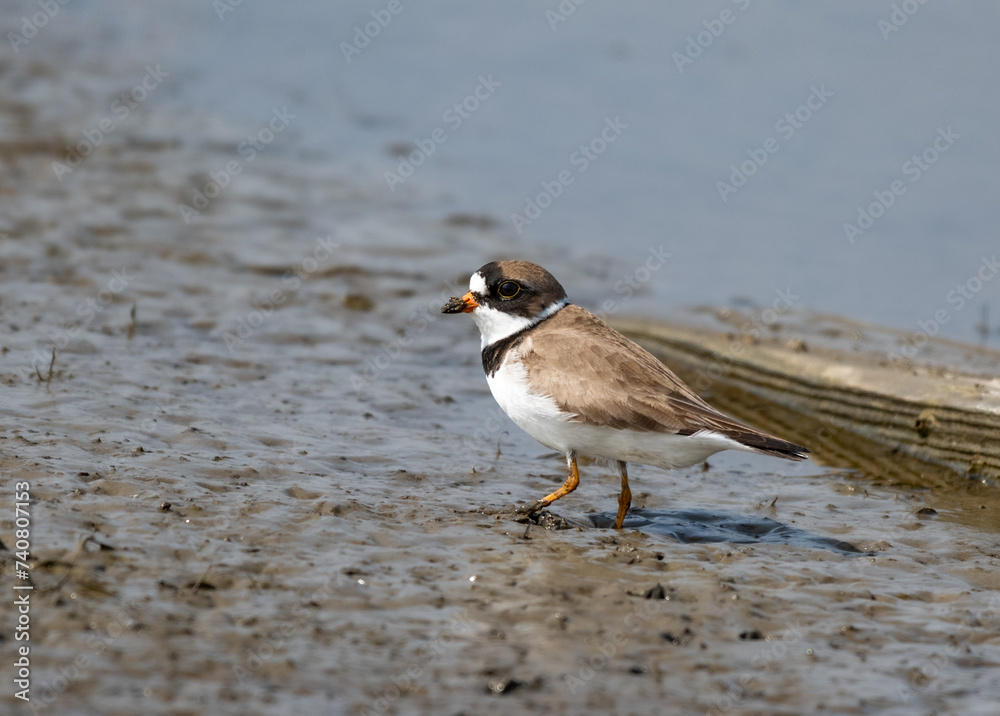 Semipalmated Plover in the Tidal Mudflats Semipalmated Plover in the Tidal Mudflats