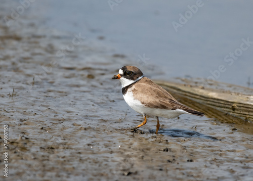Semipalmated Plover in the Tidal Mudflats © Kerry Hargrove