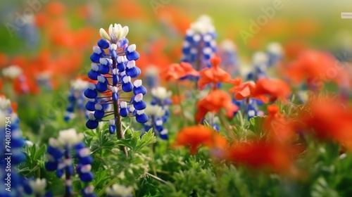 Texas bluebonnet field in at Muleshoe Bend Recreation Area near AUstin during sunset photo