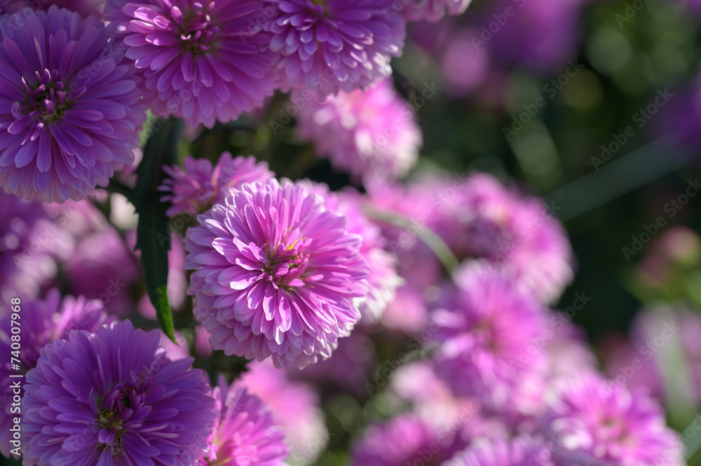 Pink flowers of Michaelmas Daisy (Aster Amellus), Aster alpinus, Asteraceae violet blooms growing in the garden in summer with copy space Pink flowers of Michaelmas Daisy (Aster Amellus), Aster alpinus, Asteraceae violet blooms growing in the garden in summer with copy space