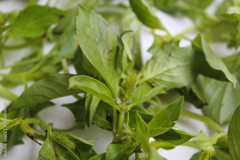 Background texture of Ocimum africanum leaves, called as Daun Kemangi in Indonesia. Eaten raw as a food condiment Background texture of Ocimum africanum leaves, called as Daun Kemangi in Indonesia. Eaten raw as a food condiment