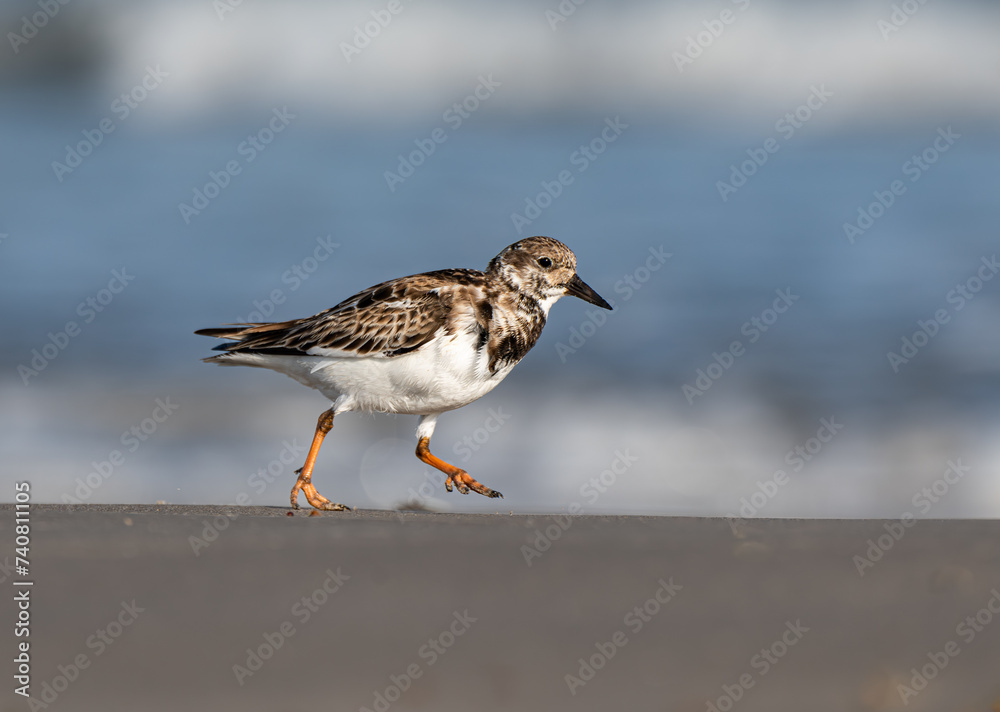 Ruddy Turnstone Searching for food on a Beach