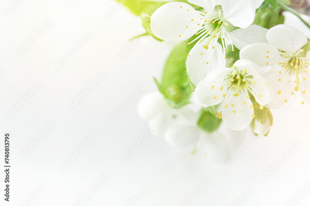 Spring Easter background. Passover blooming white apple or cherry blossom on white wooden background. Happy Passover background. World environment day. Easter, Birthday, womens day holiday. Mock up.