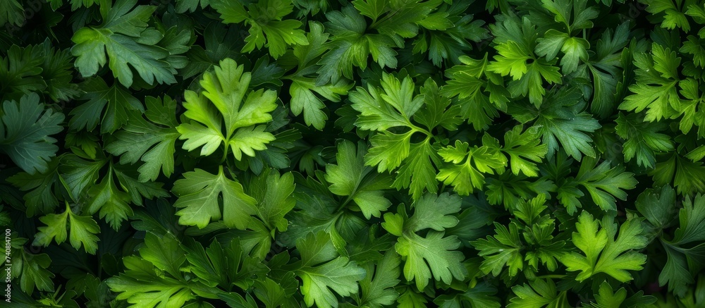 Lush green leaves background in a tropical forest - Natural leafy pattern with vibrant colors and rich textures Lush green leaves background in a tropical forest - Natural leafy pattern with vibrant colors and rich textures