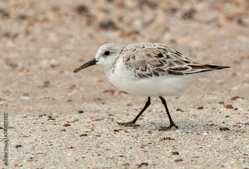 Sanderling Wandering along the Beach