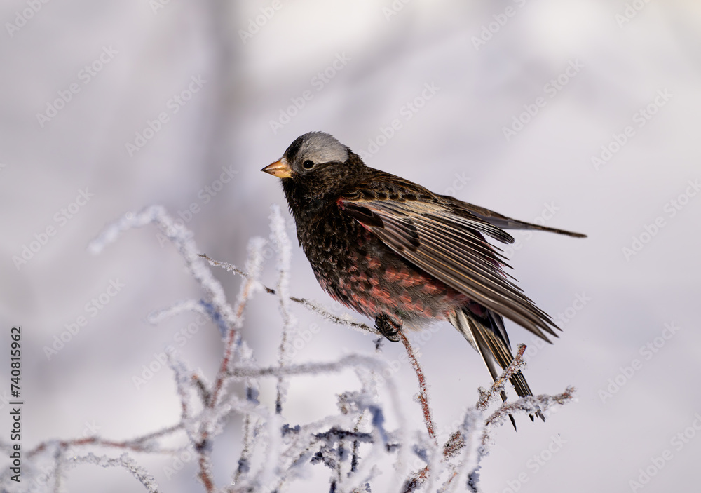A Black Rosy Finch on a Sunny Winter Morning A Black Rosy Finch on a Sunny Winter Morning