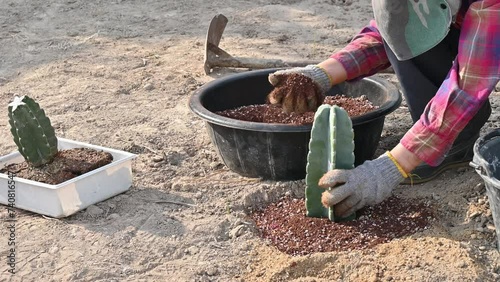 Farmer planting a Cereus hildmannianus cactus in the ground. This species is a columnar cactus. It will produce dull blue-green stems. photo