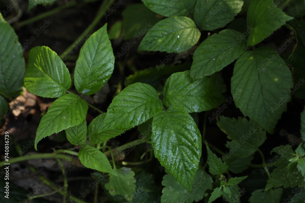 Beautiful wild plants with green leaves growing outdoors, closeup Beautiful wild plants with green leaves growing outdoors, closeup