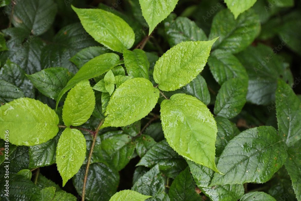 Beautiful wild plants with wet green leaves as background, top view Beautiful wild plants with wet green leaves as background, top view