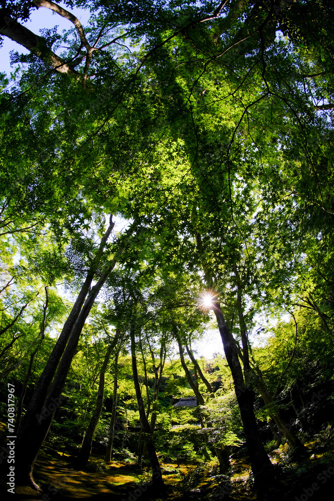 Obraz premium 新緑の美しい祇王寺の風景