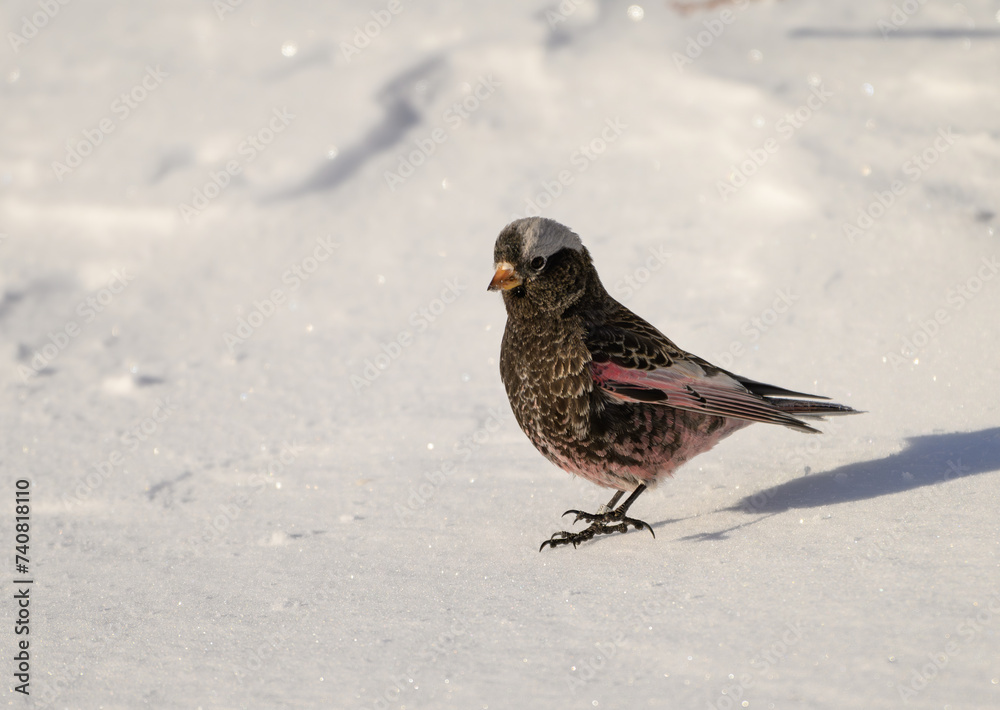 A Black Rosy Finch on a Sunny Winter Morning A Black Rosy Finch on a Sunny Winter Morning
