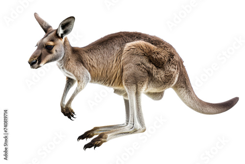 Kangaroo Standing Isolated on White Background