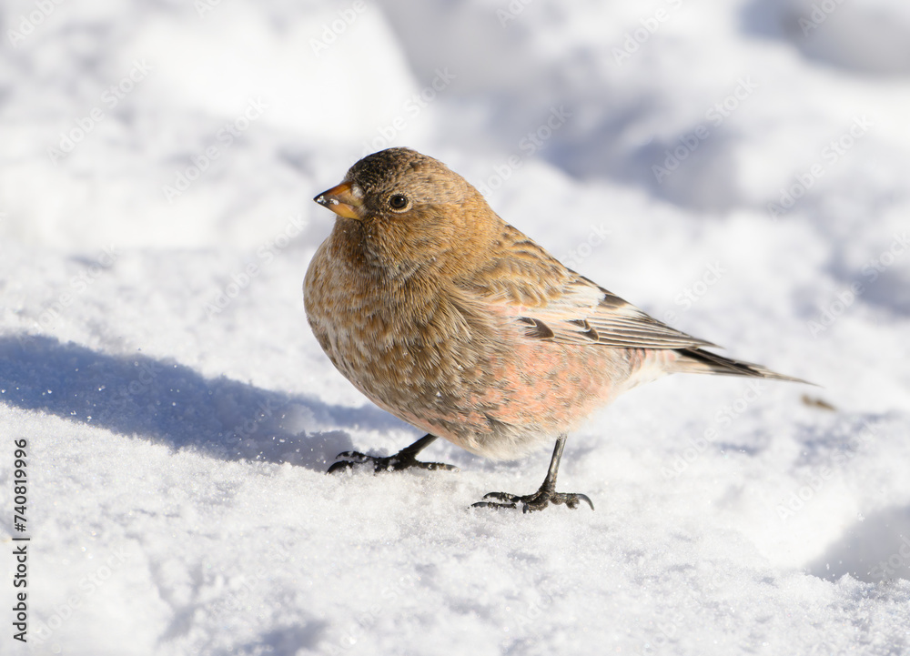A Pretty Brown-capped Rosy Finch Foraging for Food on a Sunny Winter Morning A Pretty Brown-capped Rosy Finch Foraging for Food on a Sunny Winter Morning