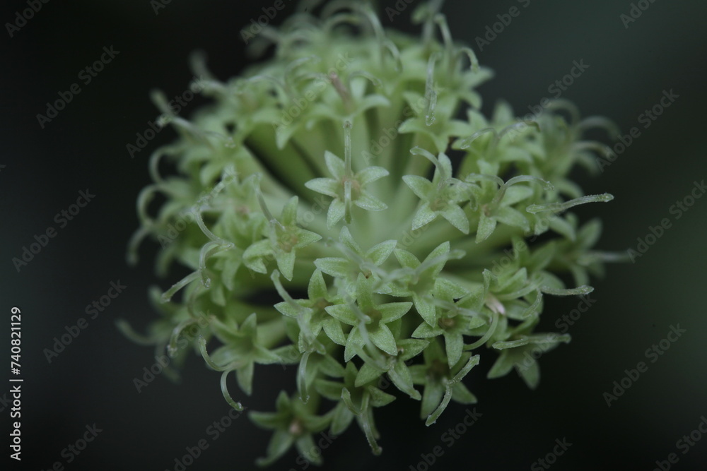 Cornus sanguinea Dogwood white flower zoom in blurry background Cornus sanguinea Dogwood white flower zoom in blurry background