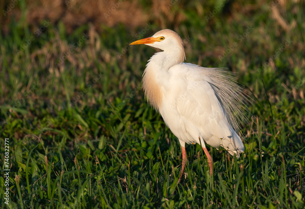 Cattle Egret in a Grassy Coastline Cattle Egret in a Grassy Coastline