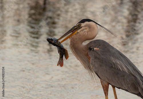 Foto A Great Blue Heron with a Large Fish