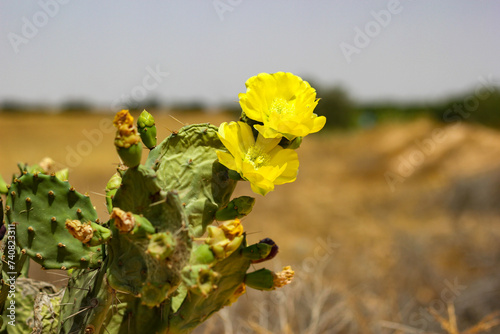 Yellow flower blooms on Eastern prickly pear cactus, symbolizing strength in harsh conditions. Vibrant against brown tones, the image reflects desert flora's diversity. Sky adds depth, showcasing adap photo