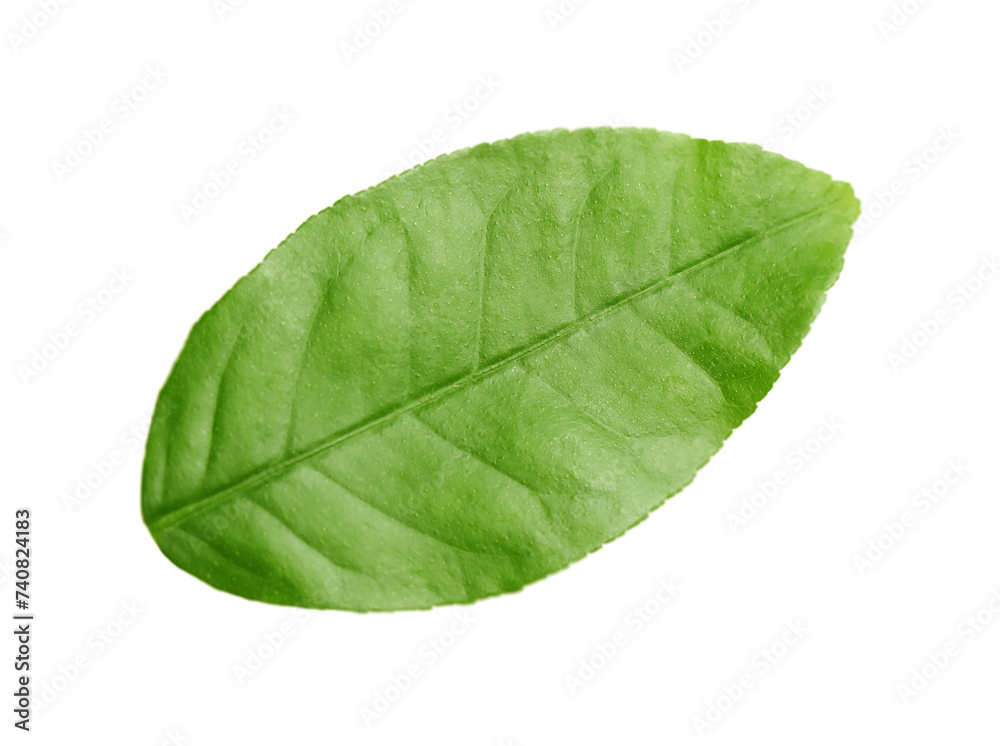 Obraz premium Green leaf of lemon tree isolated on white