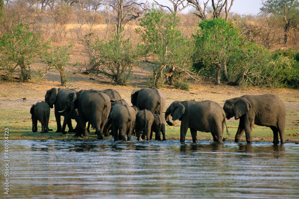 Obraz premium Eléphant d'Afrique , Loxodonta africana, Parc national de Chobé, Botswana