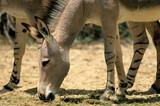 Ane sauvage de Somalie, Equus africanus somaliensis, Afar