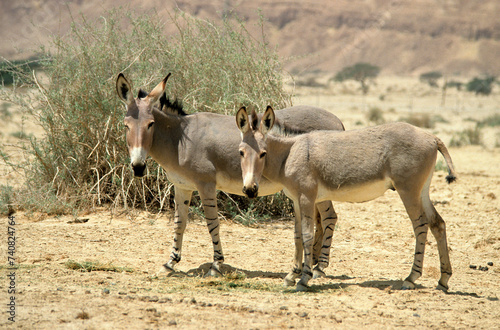 Ane sauvage de Somalie  Equus africanus somaliensis  Afar