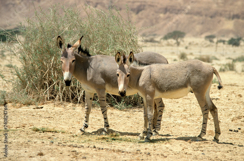 Принти на полотні Ane sauvage de Somalie, Equus africanus somaliensis, Afar