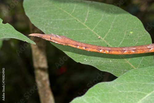 Serpent liane ou Couleuvre à nez de feuille; langaha madagascariensis; Madagascar photo