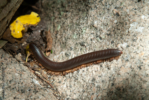 mille pates des Seychelles, seychelleptus seychellarum, Ile Cousin, Iles Seychelles photo