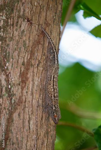 lézard mabuya, mabuya wrightii, Ile Seychelles photo