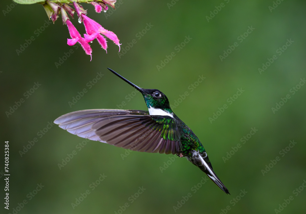 Fototapeta premium A Beautiful Collared Inca Hummingbird Feeding on Flower Nectar