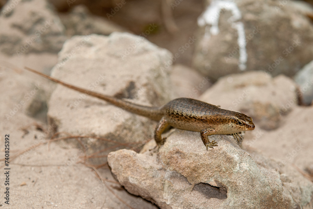 lézard mabuya, mabuya wrightii, Ile Seychelles lézard mabuya, mabuya wrightii, Ile Seychelles