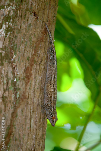 lézard mabuya, mabuya wrightii, Ile Seychelles photo