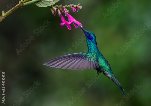 A Beautiful Sparkling Violetear Feeding on a Flower photo