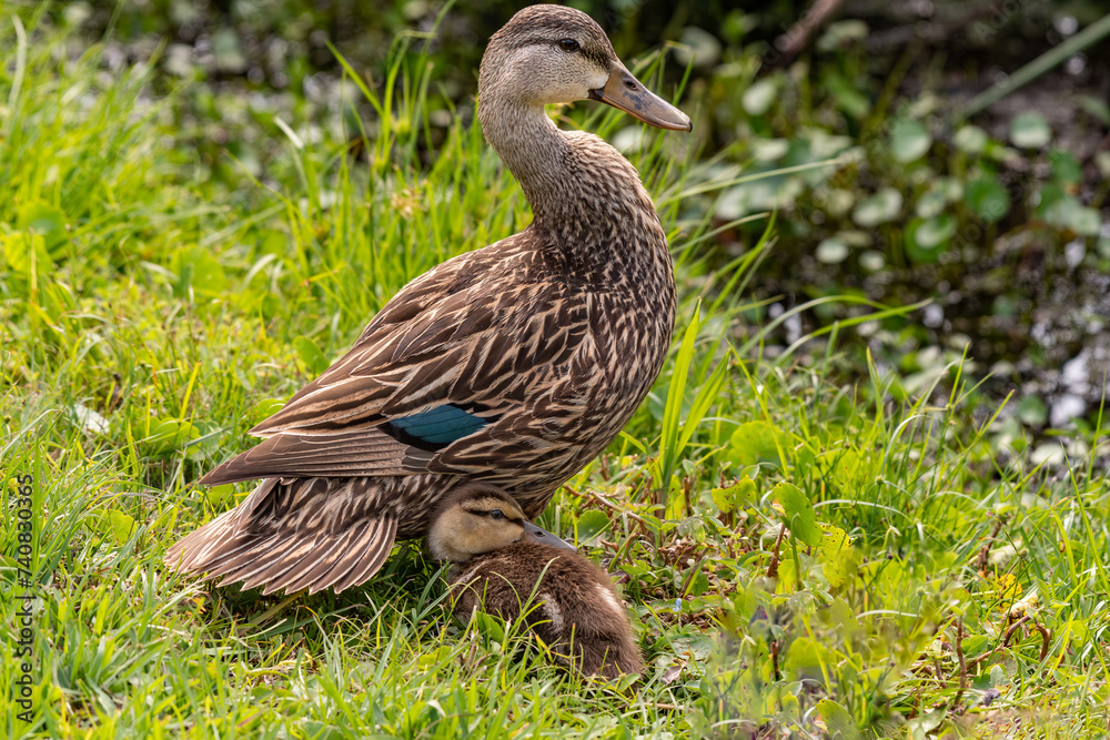Mallard Ducklings at the River's Edge Mallard Ducklings at the River's Edge