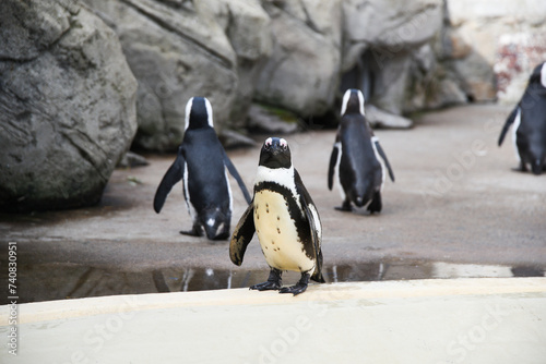 Penguins in an oceanarium on an artificial enclosure. Marine animals in captivity. photo