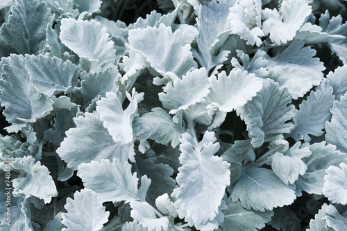 Leaves of cineraria growing in the garden in summer, close-up on them, selective focus. photo