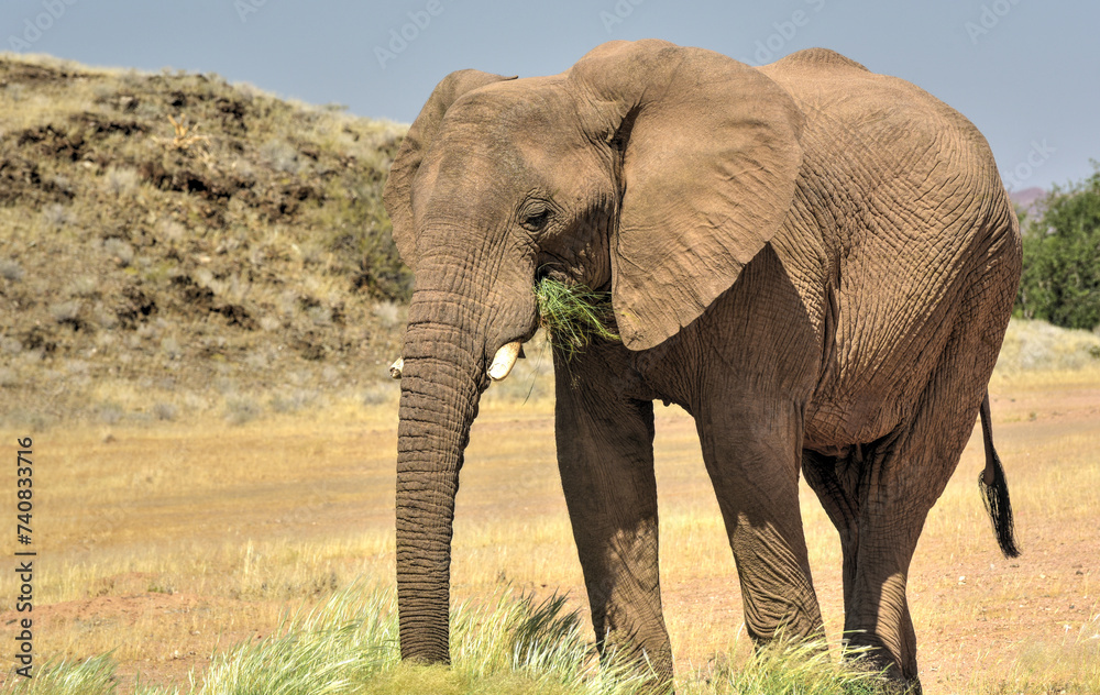 Obraz premium African Bush Elephants