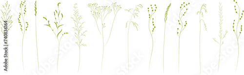 Field and meadow herbs, green outline, template for packaging and product cover. Sketch of medicinal plants, vector flat illustration.