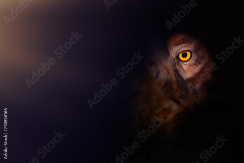 Owl. Photo of a bird photographed in soft local light. Impressive wildlife photography. Dark nature background.