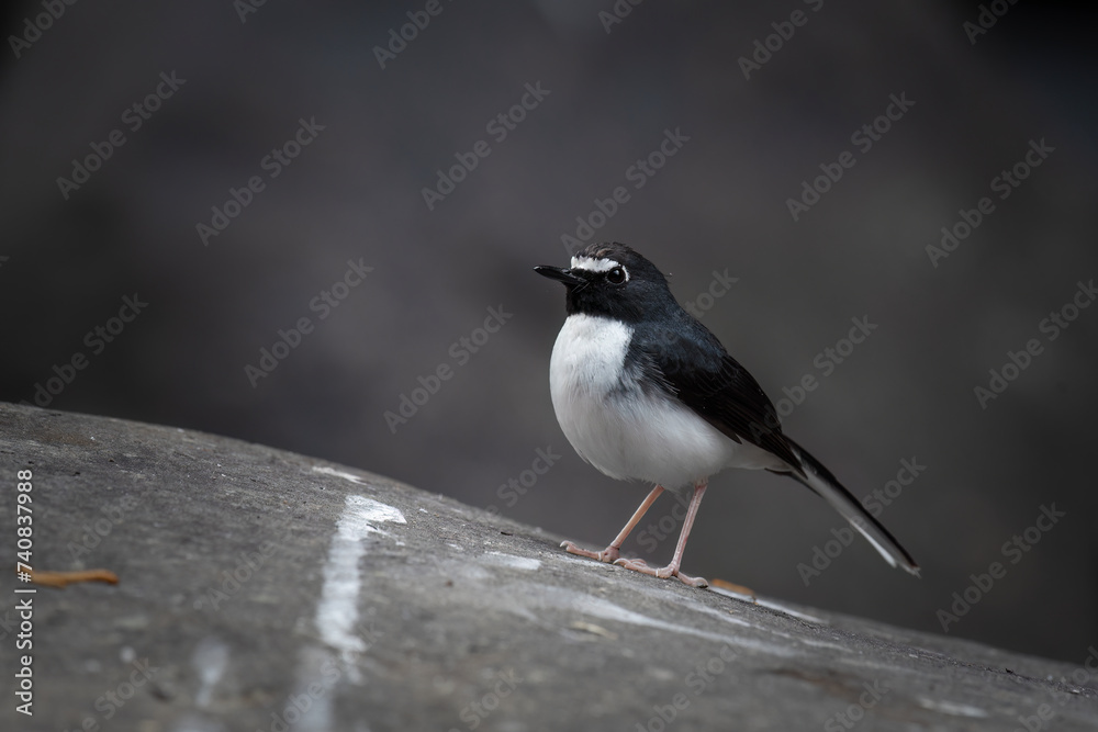 Obraz premium The Sundanese forktail bird is a type of water bird that usually lives in high mountain areas with cool climates. The photo depicts the Sundanese forktail bird looking for food in a rocky river.