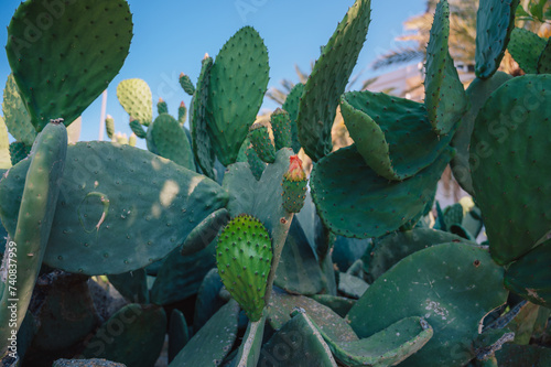 Big cactus bush