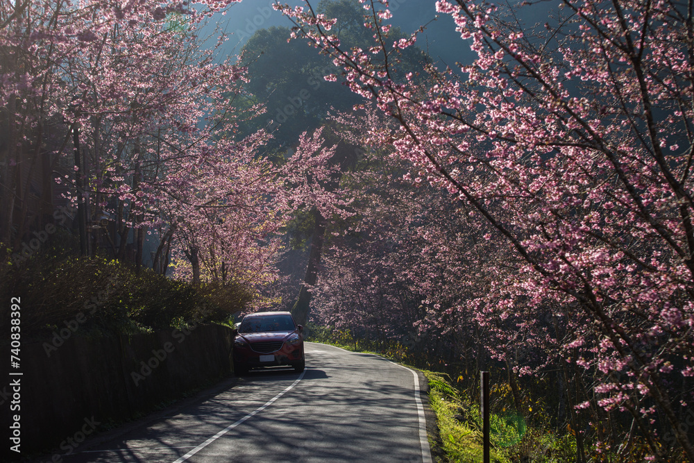 Cherry blossom at Sun Link Xi